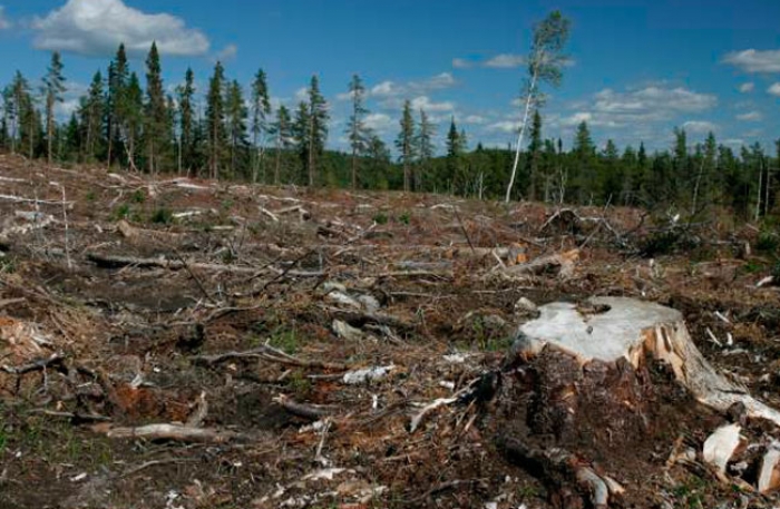 Майбутнє лісу в наших руках: на Закарпатті висадять майже 10 мільйонів саджанців дерев