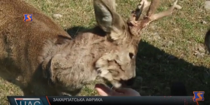 На Хустщині господар поряд з коровами тримає ... зоопарк