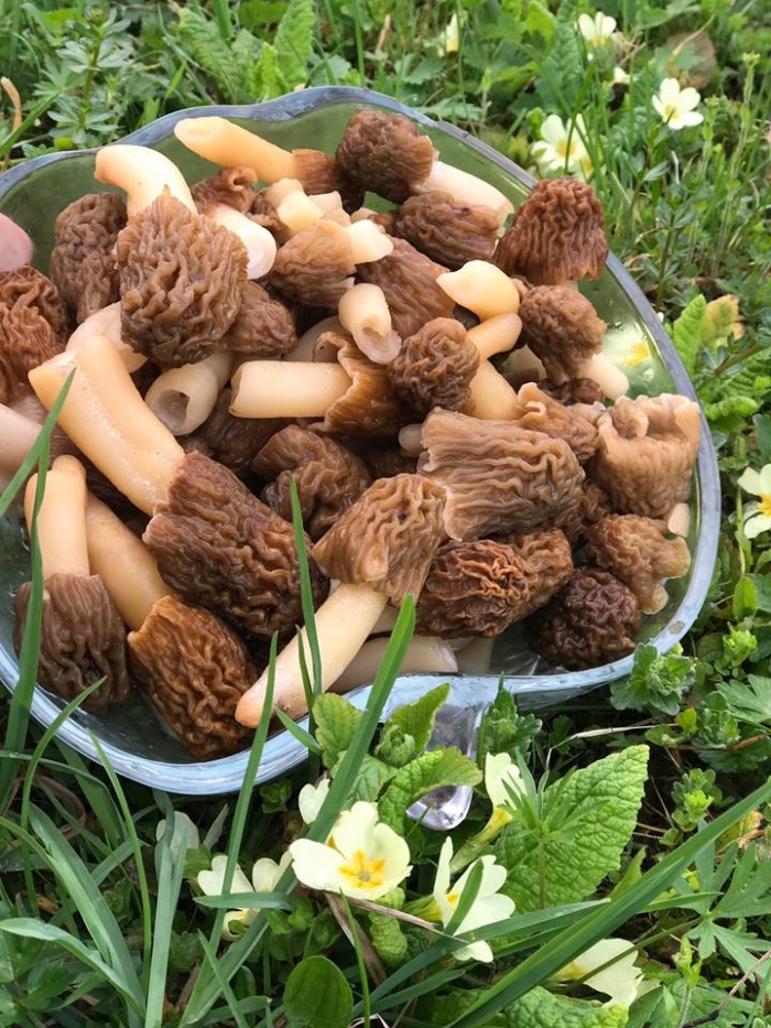 Перші закарпатські гриби -"підсніжники": де назбирати і як правильно застосувати