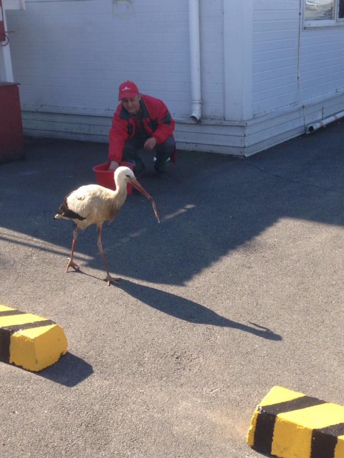 Лелека Вася на ужгородську парковку  прилітає.. за рибкою