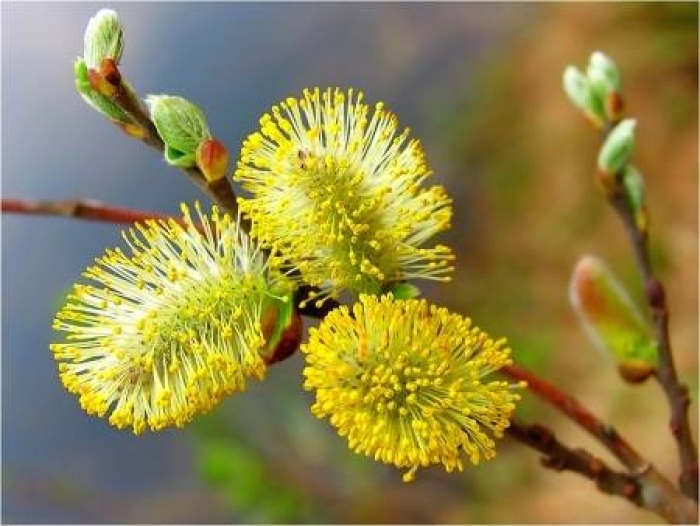 Нехай мир і злагода завжди панують у ваших родинах! - депутат обласної ради Андрій Андріїв