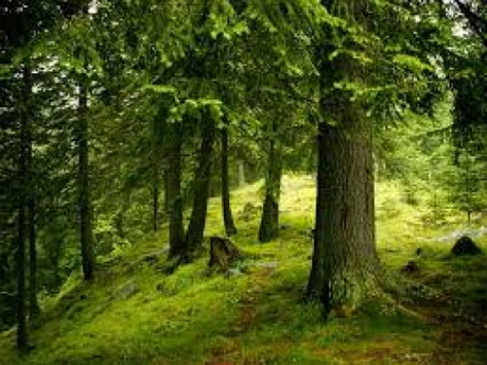 Коли Петро Порошенко підпише "карпатський" Указ?