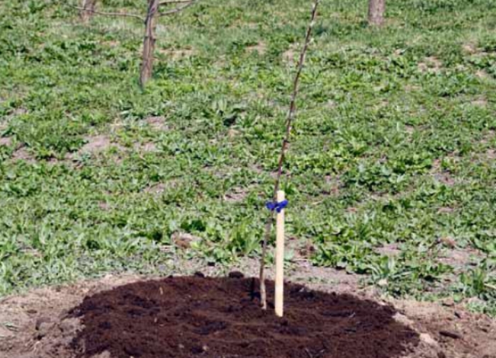 В Ужгороді обрізають гілки та готують лунки під посадку нових дерев