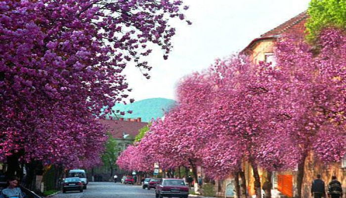 Організатори ужгородської «Сакура Фест - 2017» скликають журналістів