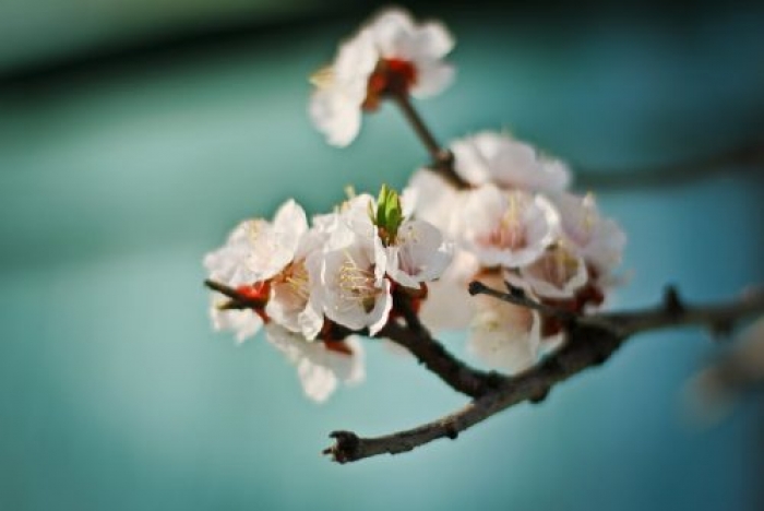 Суху погоду прогнозують синоптики в Ужгороді та Мукачеві у п’ятницю, 14 квітня