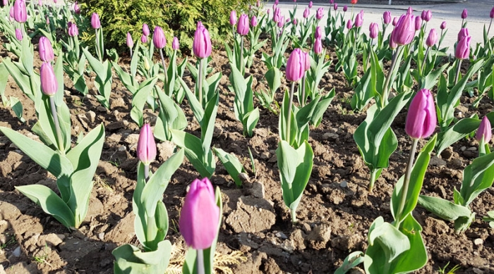 Квіткова армія "взяла в облогу" Ужгородську мерію