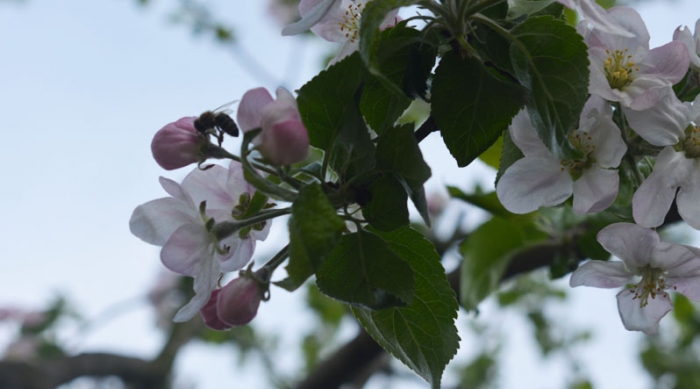 Карликові фруктові дерева "забіліли" в Ужгороді