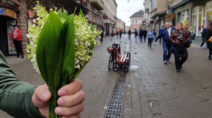 Ужгородці як ліки ці квіти не купують. А дарма!