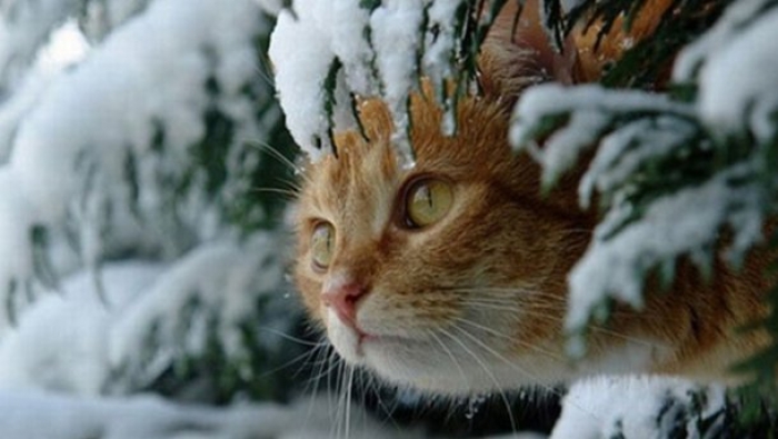 Пік похолодання на Закарпатті очікують 24 квітня