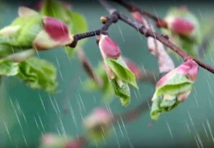 На яку погоду завтра очікувати закарпатцям