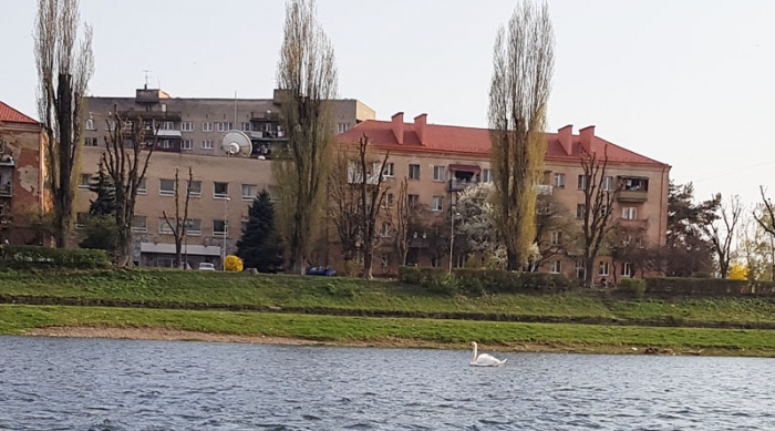 Лебединий розвідник перевіряє мешканців Ужгорода на доброту