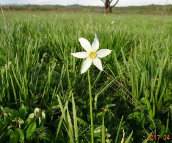 З дня на день: очікуване цвітіння Долини нарцисів розпочнеться незабаром