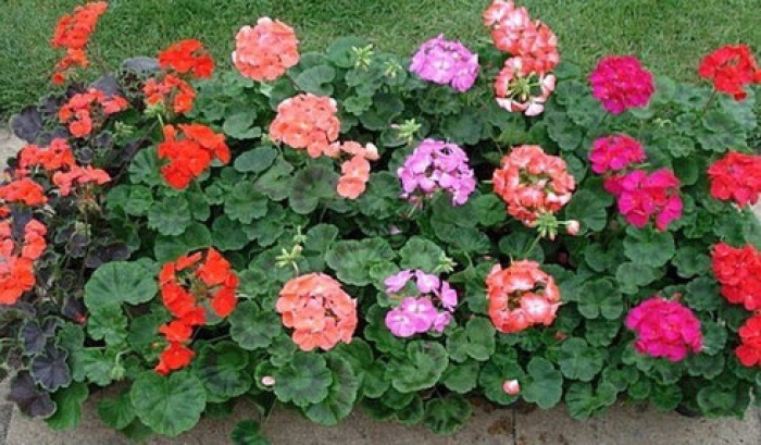 Що сьогодні в Ужгороді роблять комунальники