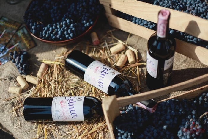 Лекції, дегустації та майстер-класи: що обрати для себе на фестивалі «Sakura Wіne»