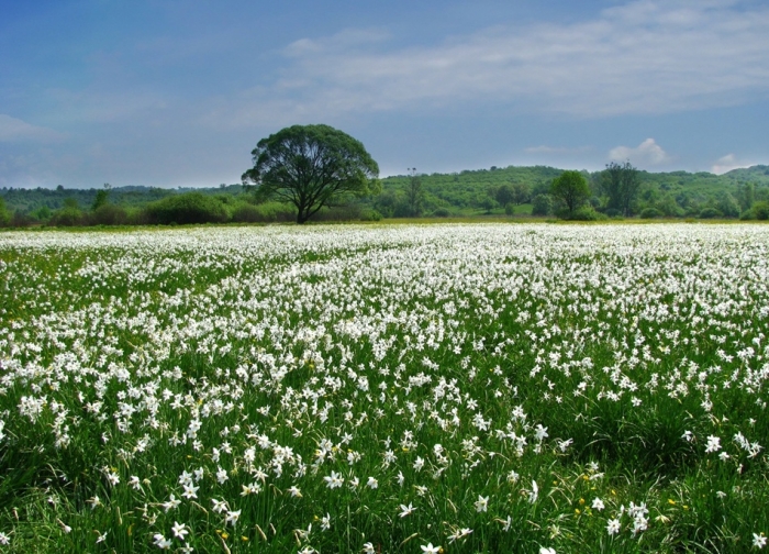 Закарпатські дикі квіти "взяли в полон" мешканців Апеннін!