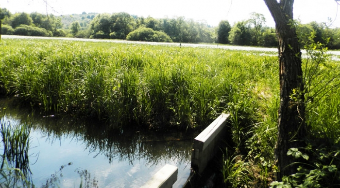 "Антигравітаційний" диво-потічок протікає на Закарпатті