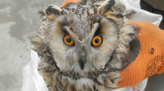 Як ужгородець подружився з нічними лісовими хижими птахами...