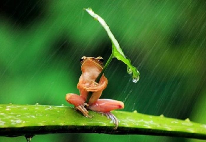 Sinoptik про погоду в Ужгороді та на Закарпатті