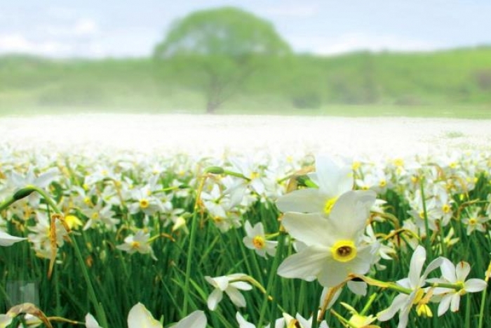 Люди з інвалідністю з різних країн зберуться на фестивалі у місті над Тисою