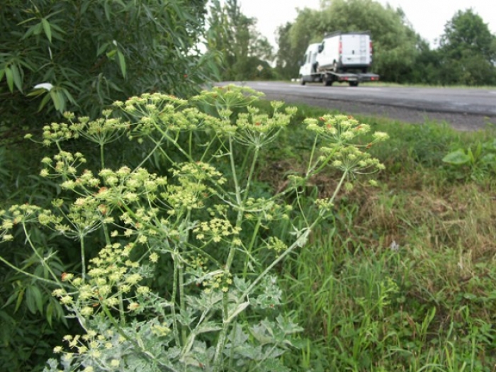 Борщівник на Мукачівщині: біля доріг є надія, біля води – ростиме