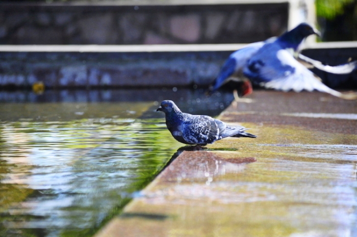 У перший день літа у більшості міст Закарпаття очікується суха погода