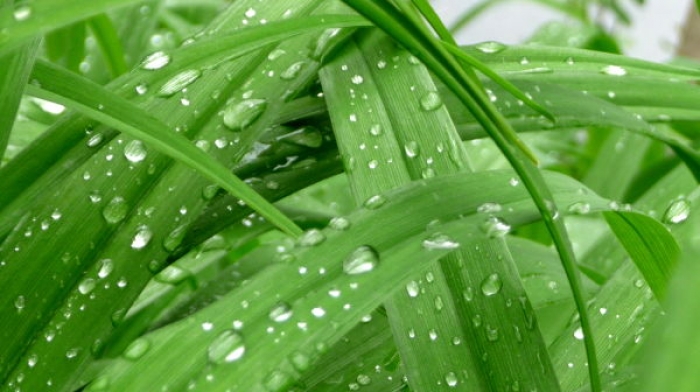 Тепла, але з дощами: якою буде завтрашня п’ятниця для закарпатців