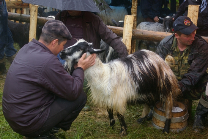 На вихідних закарпатці проведуть вівчарів на полонину та дегустуватимуть вино