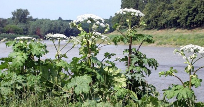 Борщівник починає атакувати береги Латориці
