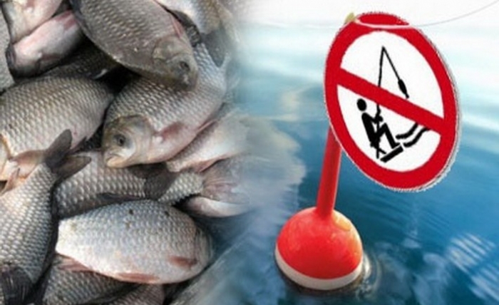 На Закарпатті рибалки-порушники "наїлися" риби на 700 гривень