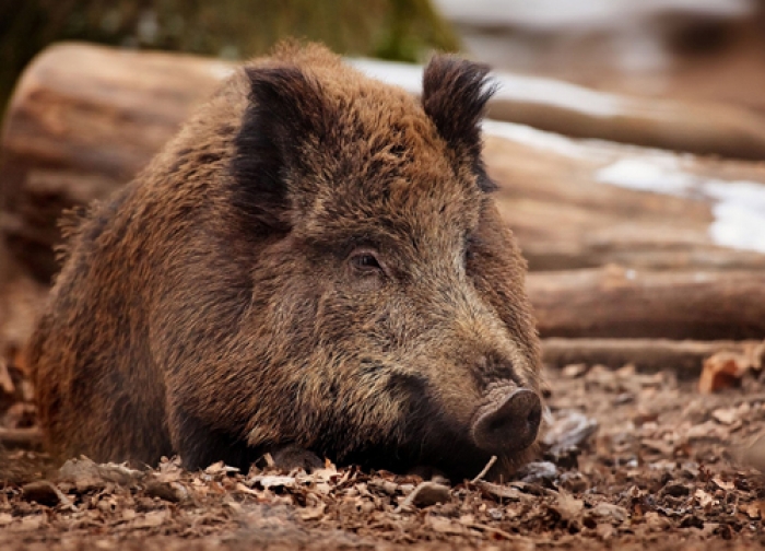 На Берегівщині в дикої свині виявили африканську чуму, в районі введені карантинні обмеження