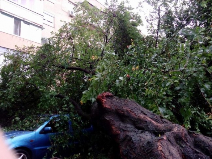 Величезне дерево розтрощило автомобіль у Мукачеві