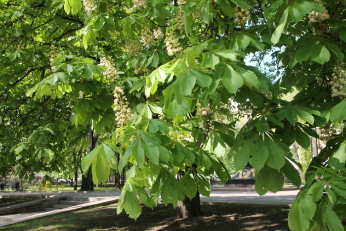Завтра в Ужгороді та Мукачеві буде сухо, але подекуди в регіоні очікується град!