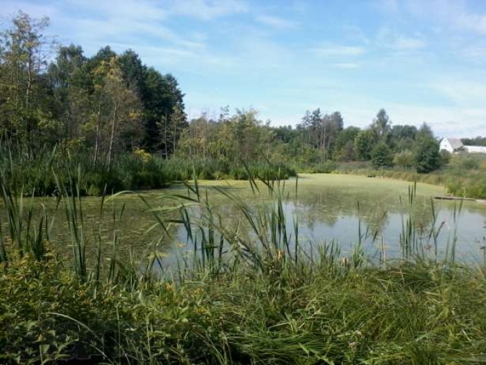 Прокурори Закарпаття повертають державі незаконно надані "лісові" землі