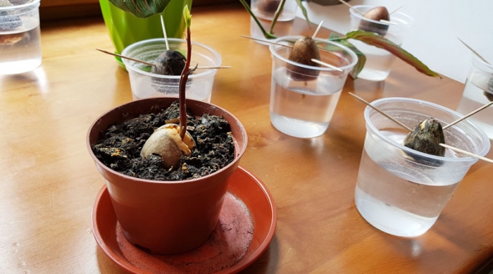 Цей фрукт дуже любили ще древні ацтеки та майя...