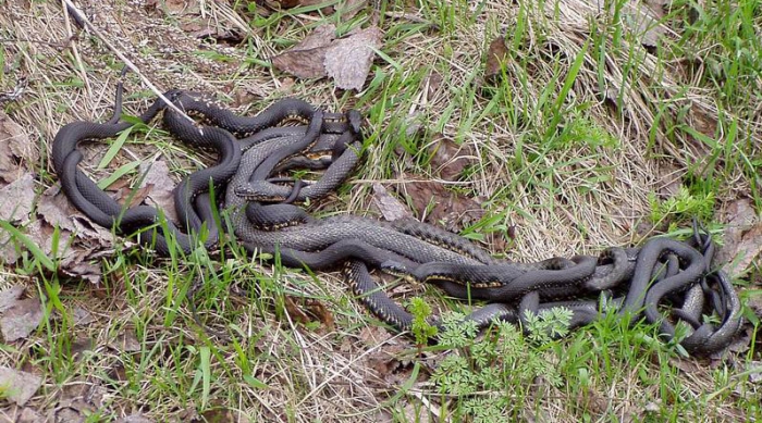 На Закарпатті плазунів не люблять...