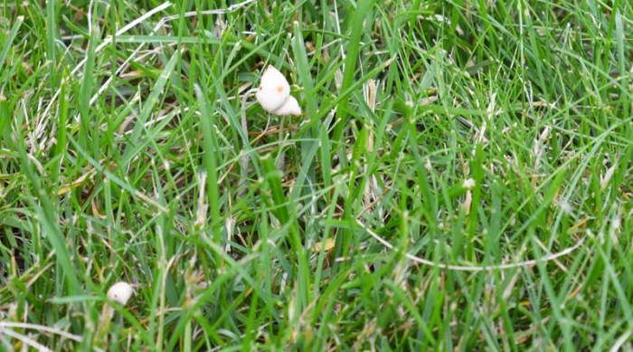 Міцелієві грибочки вільно "розцвітають" у закарпатському Хусті