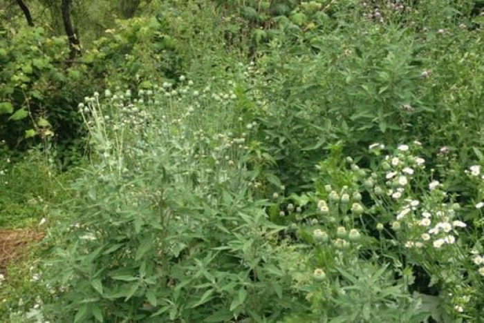 До мукачівця з міні-плантацією наркотичного маку "постукала" поліція