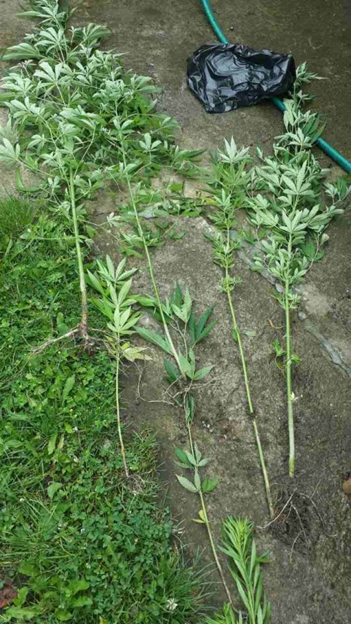 До ужгородця, який зберігав удома наркотики, несподівано нагрянула поліція