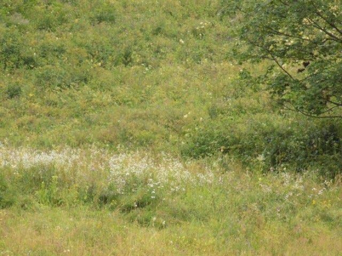 На Великоберезнянщині група збирачів ягід побила охоронця природного парку