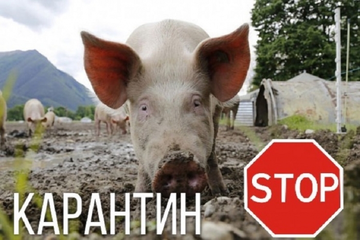 Африканська чума знову "гуляє" Закарпаттям!