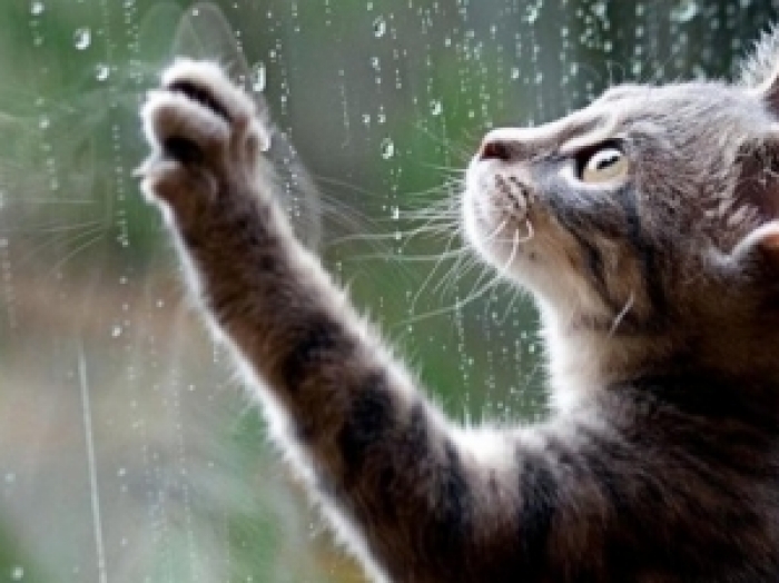 У ніч на суботу закарпатці не заснуть — обіцяють громовиці й блискавиці