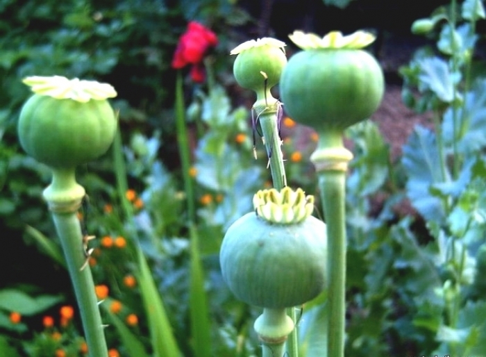 Дві сотні "наркорослин" вирощував мукачівець на своїй "фазенді"