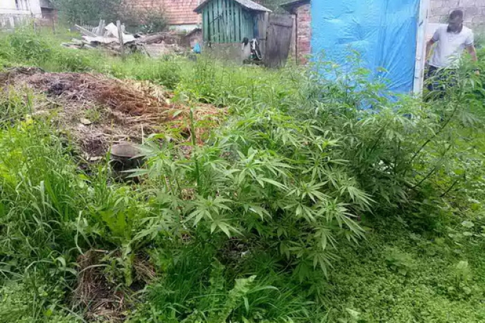 Збираючи гриби, закарпатець "знайшов" патрони, а в себе у дворі посіяв мак і коноплю!