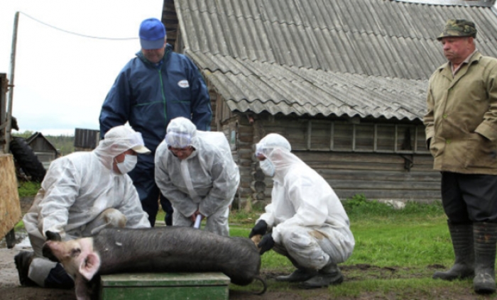 Африканська чума вже "хвилюється" в лісах Закарпаття