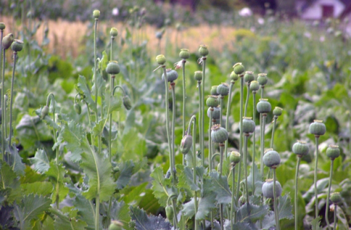 Закарпатська поліція "кулінарні пошуки" краянки оцінила по-своєму...