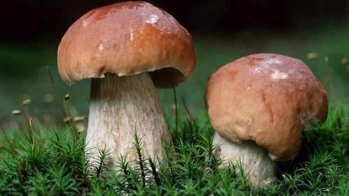 Гриби для горян Закарпаття — реальний шанс підзаробити