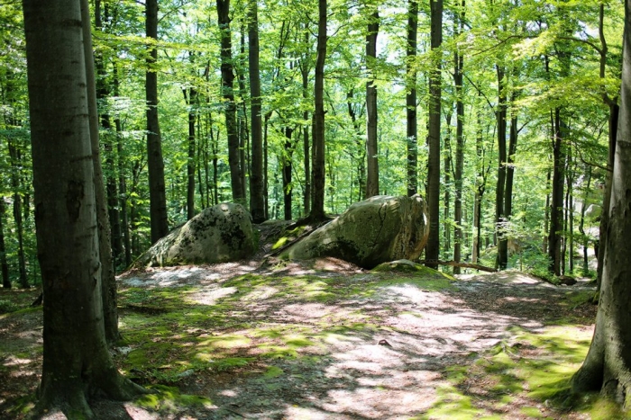 Два нацпарки Закарпаття відтепер мають статус Всесвітньої спадщини ЮНЕСКО