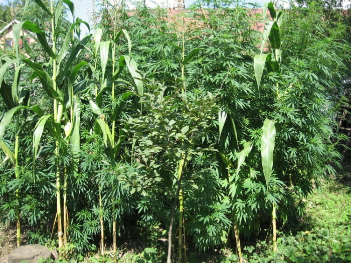 "Конопелька, конопелька, конопельочка!"