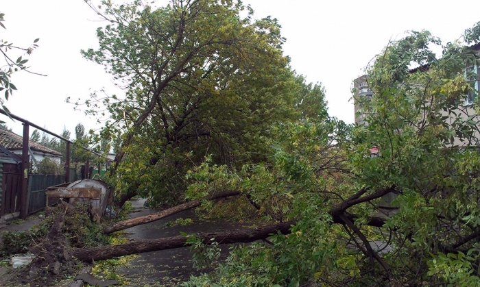 Деревопад на Закарпатті "зачепив" Ужгород, Мукачівщину та Свалявщину