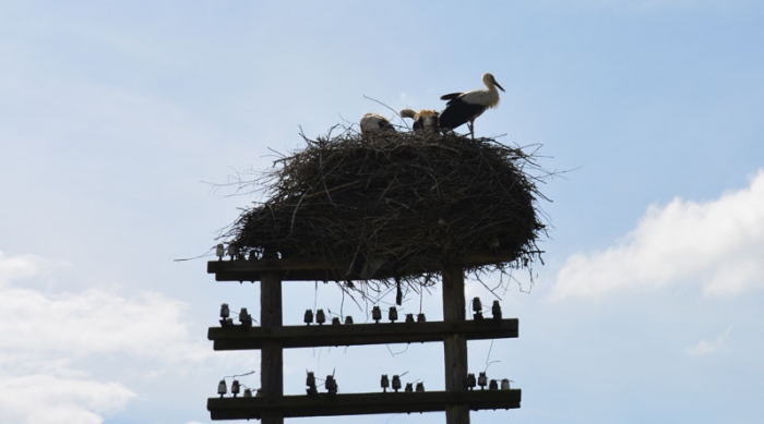 Коли бузьок бачить, що люди сваряться між собою, то він стоїть на одній нозі і плаче...